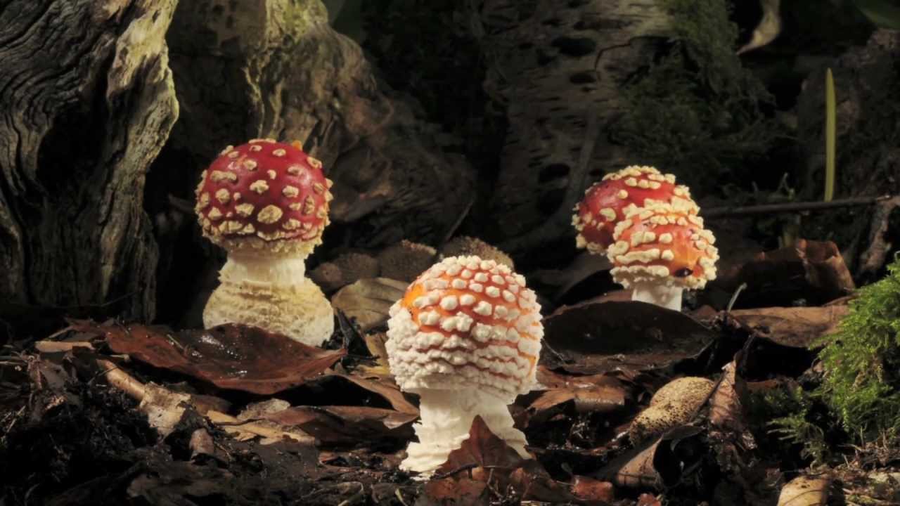 Availability of Amanita Muscaria Gummies in Different Regions